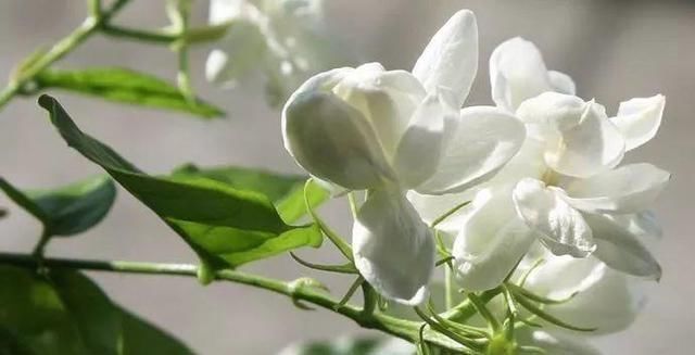  『光照』养茉莉花，要做好这“3要素”，才能枝繁叶茂，满树花苞