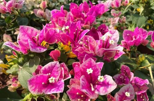  【光照】三角梅漳红樱为什么开花一直是白色？三角梅花朵上色和“它”有关