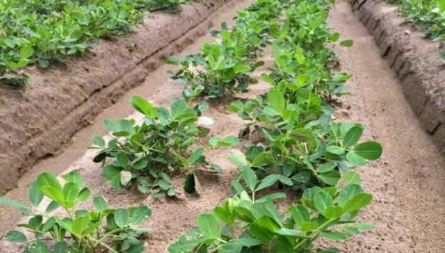  「生计问题」合村并镇后，农村土地要不要重新分配？养老和生计