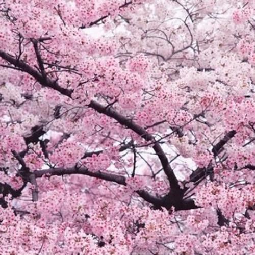  『植物』老公很懂花草，在院子里种上些植物后，每到花季都有人观赏拍照