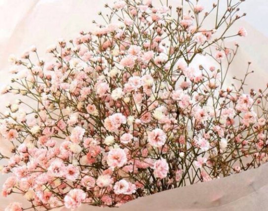  『漂亮』懒人想养花，不妨试试这些不死花，漂亮又好打理，花开繁盛惹人爱