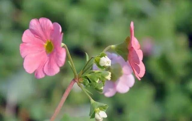  『玫瑰』天气暖和养这种花，价格便宜，比玫瑰还好看，花期能开达大半年