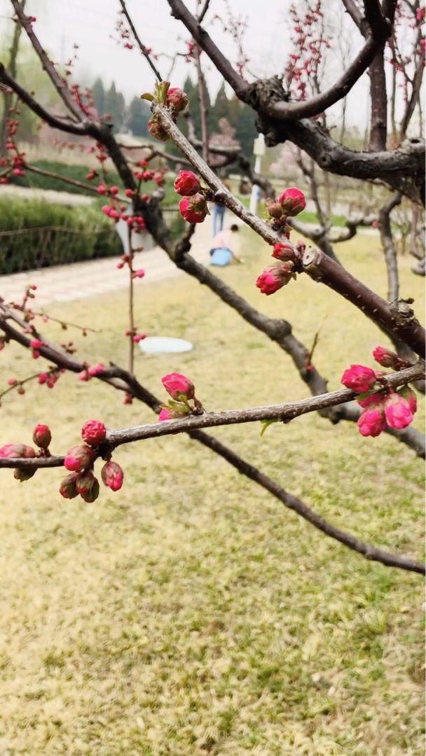  「名字」路边树开花像梅花，长的叶子像榆树，原来名字叫榆叶梅！