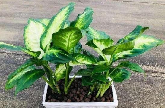  【轻松】植物叶片脏怎么办？教你三个小技巧，轻松清理