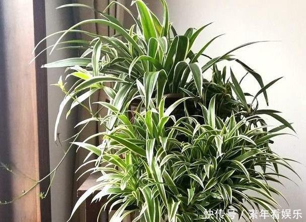  『真够』吊兰家族真够多，个个爆脾气，呼呼爆盆，披头散发颜值高