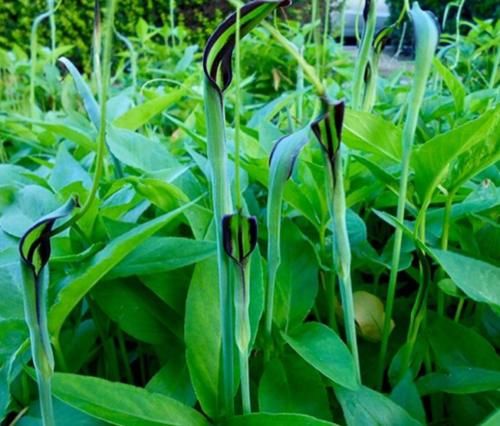  「值钱」被人忽视的野草，叫做半夏很值钱，40块钱一斤