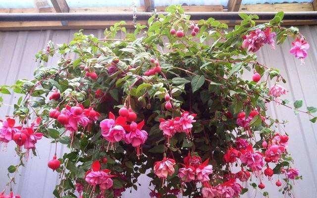  『一大』这几种花占地面积可不小，每次开花满满一大盆，吊着养更合适