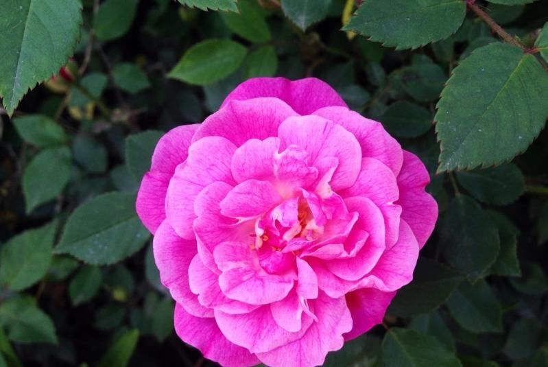  「种植」家中种植几盆此花，开花后美如诗画，花瓣还有养生作用