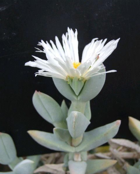  #叶子#叶子上有棱角的多肉植物，还能开花的鹿角海棠，特容易扦插繁殖