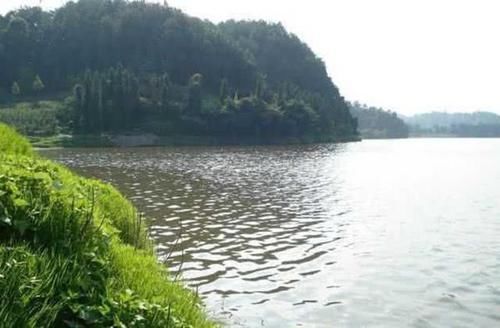  nbbrs_此鱼2两左右的最好吃，嘴巴属于天包地，非常考验钓鱼人的技术