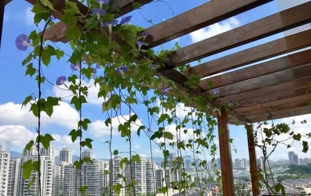  [窜成]18种花，挂窗台窜成绿窗帘，天热了遮阴真凉快！