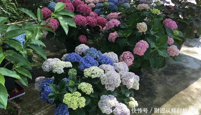 『绣球花』绣球花没花苞?晒太阳、给点肥,6月开出一个个漂亮大花球