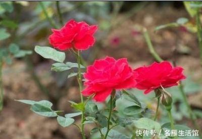 #植株#夏天玫瑰花怎么养