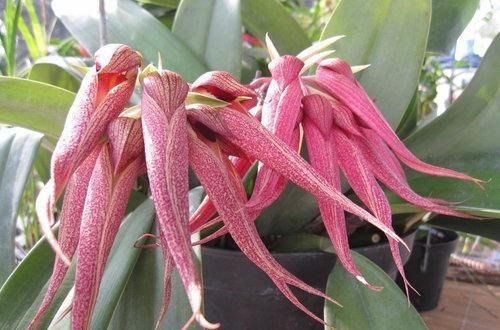  「大王花」这6种花“最臭”，开的再好看也没人养，第4种兰花能当“领带”