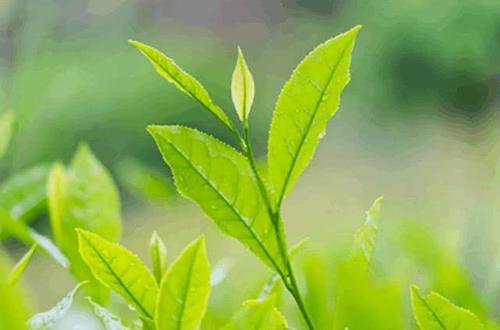 毛孔粗的如同“橘子皮”，又老又丑，脸上坚持搓2物，就能秒变小