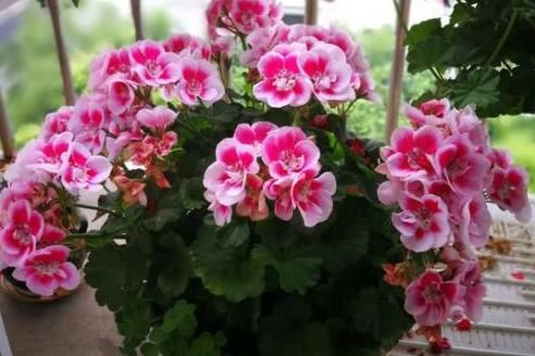  『盆栽』盆栽4种花卉植物,到5月就搬回屋,可避免叶片、花苞哗啦啦掉
