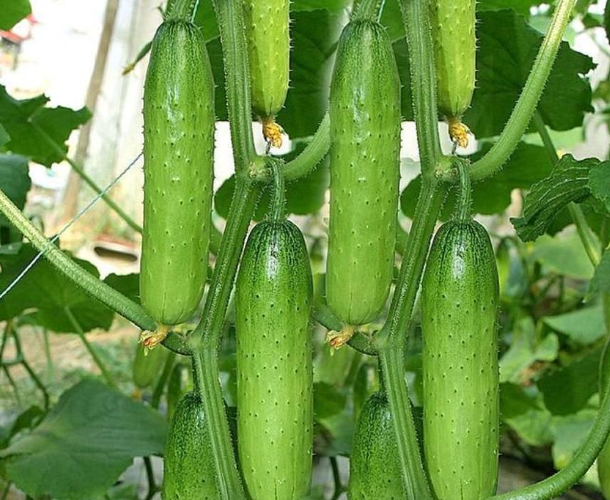  「韭菜」别人种花我种菜，“5种菜”种阳台，1个月就能吃，吃完一茬又一茬