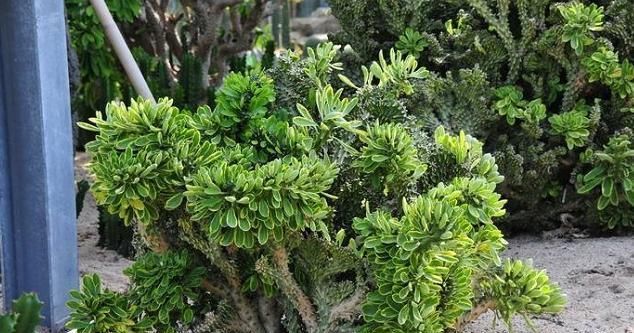  「植物」这3种大戟科的多肉植物有毒，养护的时候，须留心