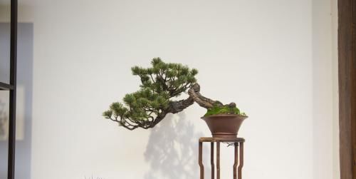  『品味』盆景摆放有学问，想要提升个人品味，这些讲究不能忽视！