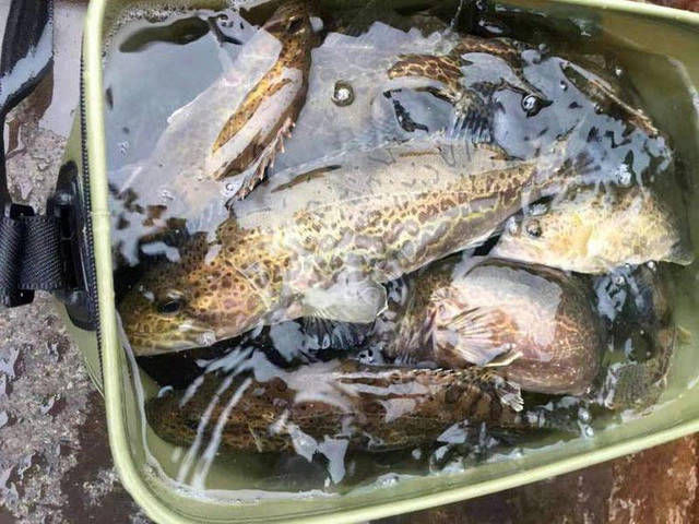  【水域】斑鳜栖居于清净水域，被誉为“淡水鱼之王”