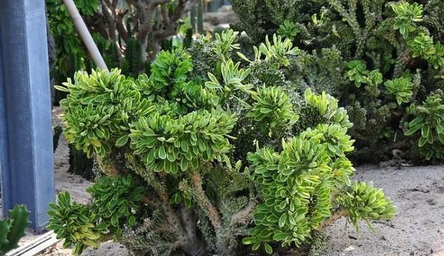 「植物」这3种大戟科的多肉植物有毒,养护的时候,须留心