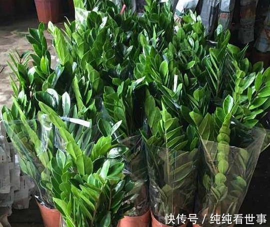 『腰果』金钱树它那肥厚翠绿的叶片两两对称生长,像极了两串翠绿的铜钱