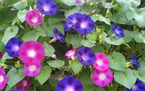  『长寿花』这花就是贱，越不管它越飞速窜芽，一精心照顾却立马嗝屁！