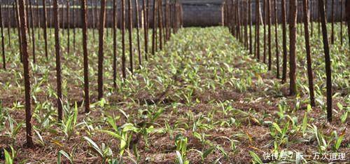 农村这种霸气农作物，有钱人才敢种，一亩投入过万，收入能过十万