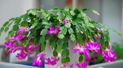  [耐阴]家里养花“光照差”？，推荐6种花，耐阴还漂亮，不见太阳就嗖嗖