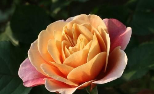  #养草#种花养草，就养盆遥远的鼓声，花开嫩润色奇特，清香入鼻真好闻