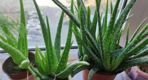  『盆栽』室内养6种植物，能净化空气环境，点缀家居、有益健康