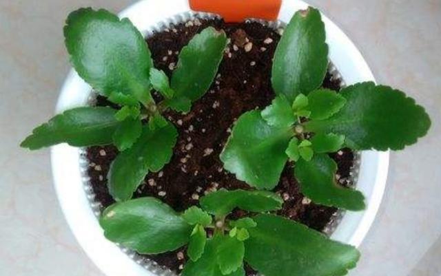  快速|春天扦插5种花，不用生根粉也能快速生根，让家里的花越养越多