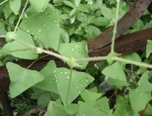 「杂草」小溪边,有1种杂草奇特,结出小果子好看,人称“杠板归”,珍贵