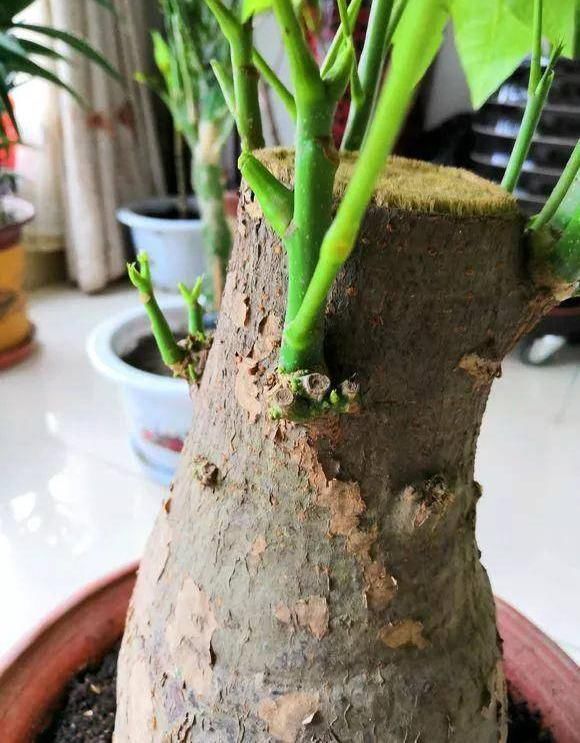  新芽■给发财树“剃剃头”，新芽蹿的快，树冠长成伞，茂密油绿