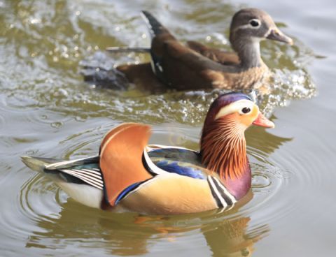 鸳鸯戏水成颐和园西堤一景