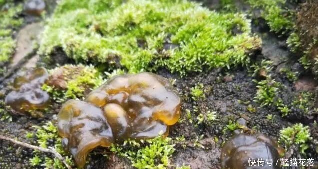 下雨后才有的野菜，农民称它“神菜”“天菜”，第一眼像“鼻涕”