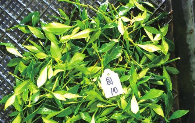  扦插|小叶栀子扦插繁殖技术