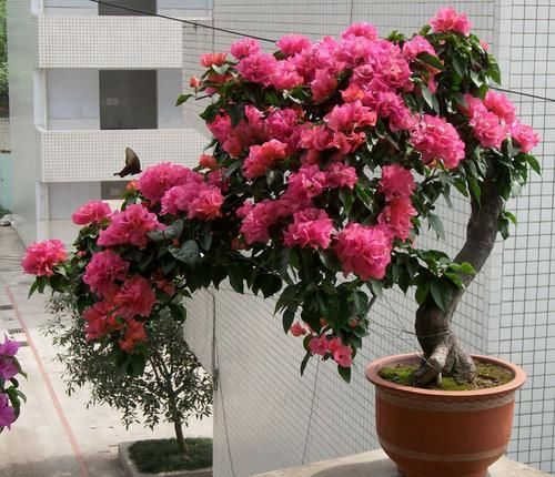  『植物』家里面的植物总不开花，原来是没注意这几点！