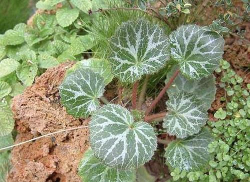  【植物】1种植物叶片宽，被称为“金线吊芙蓉”，全年可采收，价值高！