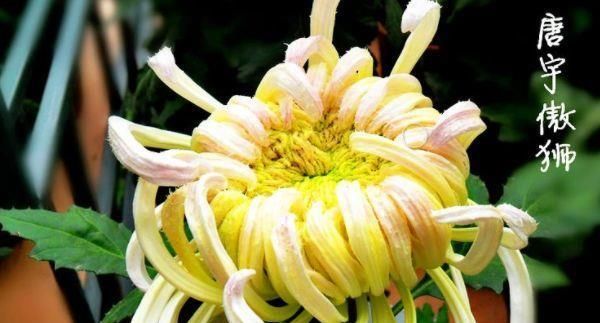  喜欢：喜欢养菊花，就养盆“稀有菊花”，花开“唐宇傲狮”，大气磅礴！