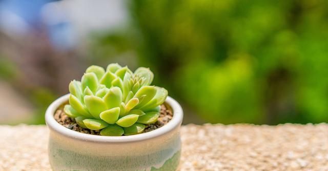  「变瘦要是你」多肉植物越长越“瘦”，八成是3个原因导致，及时解决快速变肥