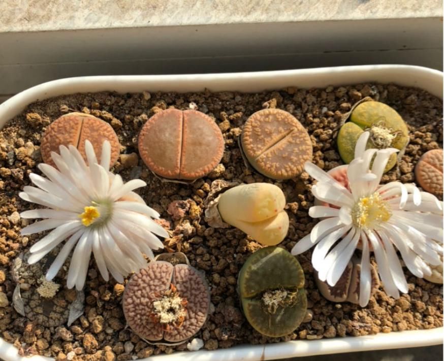  「免得」6种花一长高就剪，免得不开花！