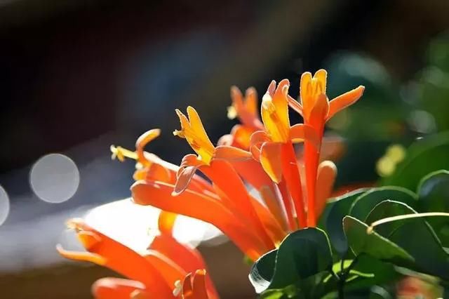 春季花开哪家强？云南16州市最美赏花点看过来！