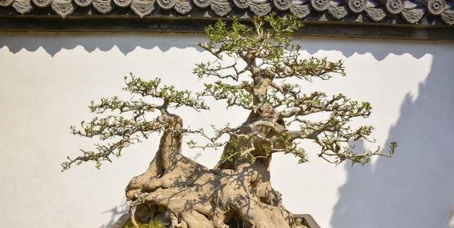  『树桩』树桩盆景造型，关键在蓄干，才能使树干苍劲有力，枝叶青翠繁茂！
