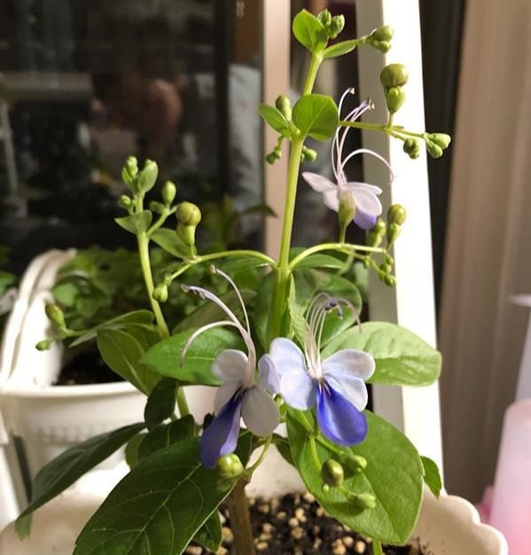  『值得』此新型观赏花木，花朵似蝴蝶飞舞，全年开花，栽培容易，值得拥有