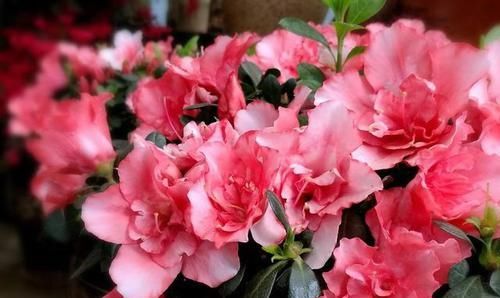 【养护】为什么每年养杜鹃都是开花过后,养到后期,掉叶子死了呢?