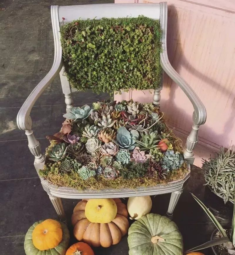 种满多肉的小院,原来比花园还美!