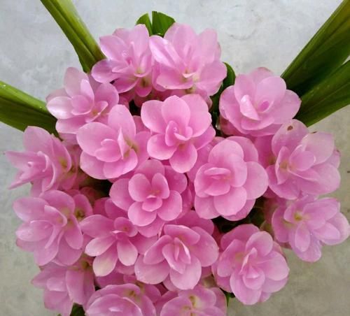 #养护#爱花就养一盆姜荷花,掌握5个小技巧,叶不黄,开花爆盆似荷花