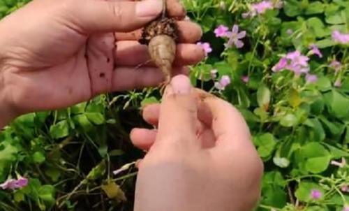  「野地」野地里的“土人参”都说堪比冬虫夏草，过去农民当杂草