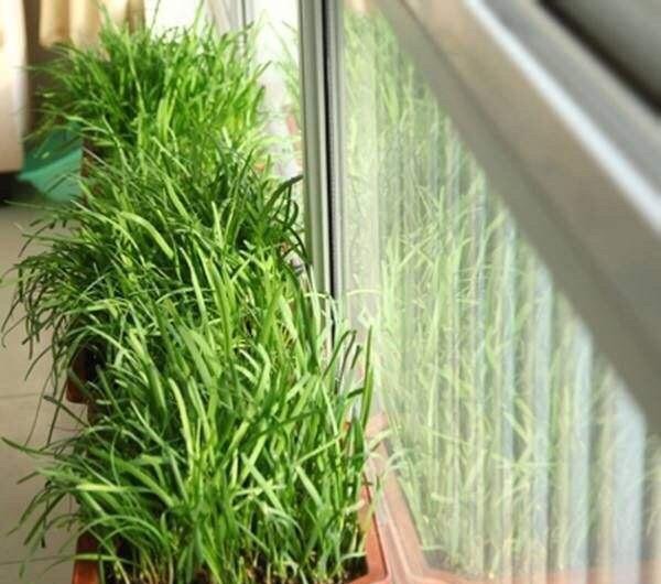 特别■阳台种菜,有4个“关键”,做对了,种菜一大盆,收获特别多